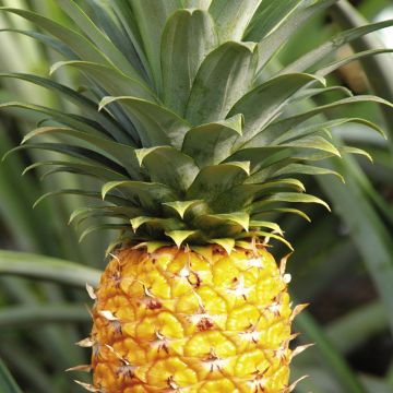 51cg每日吃瓜大赛