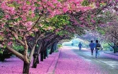 91黑料今日不打烊海角吃瓜官网51吃瓜网爆料网爆料黑料在线浏览 社会事件、黑料网红内幕等