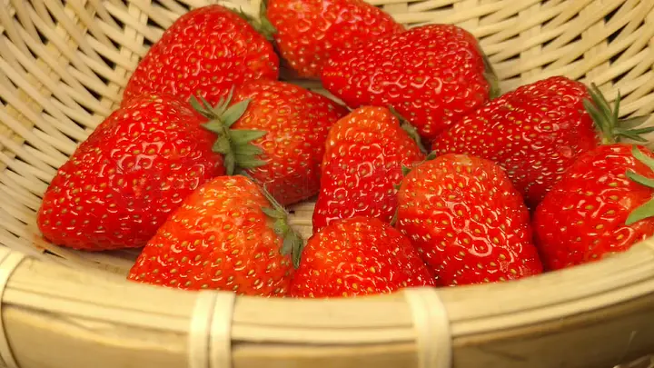 电影啄木鸟 音乐和动作节奏感强