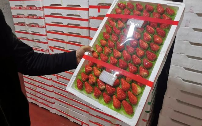 电影啄木鸟 音乐和动作节奏感强