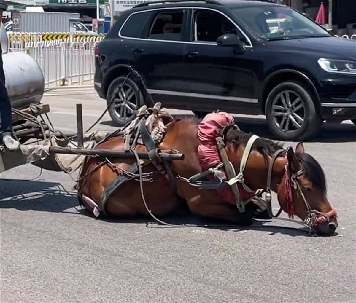 小马拉大车连续剧动漫