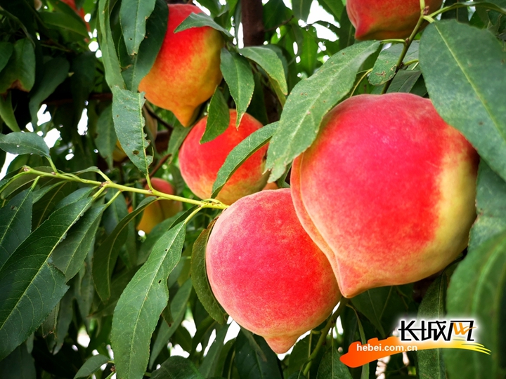 摄影师在线观看视频