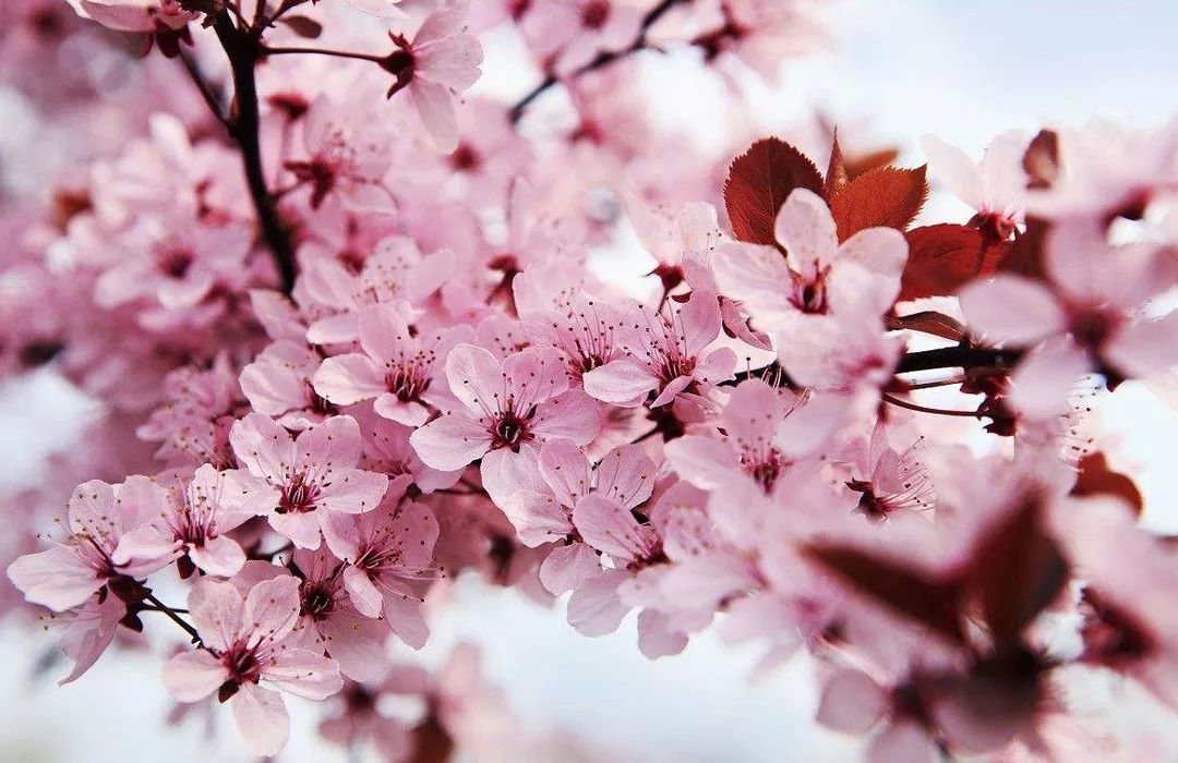 果冻传媒天美传媒在线看 天美传媒高清视频尤其受欢迎