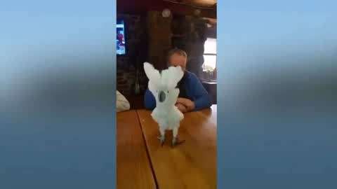 國語對白 专注度高：垂直深耕口语听力