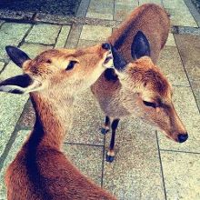 贞操带之女 我还没有学会回答这个问题