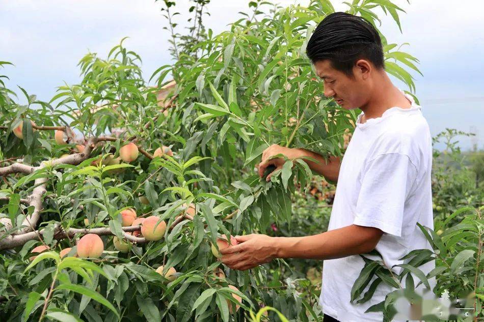 丝瓜秋葵草莓榴莲污18免