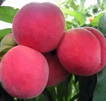 丝瓜秋葵草莓榴莲污18免 丝瓜我还想起个事儿