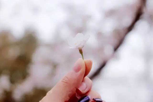 里 漫樱 漫樱如果是漫樱正规动漫