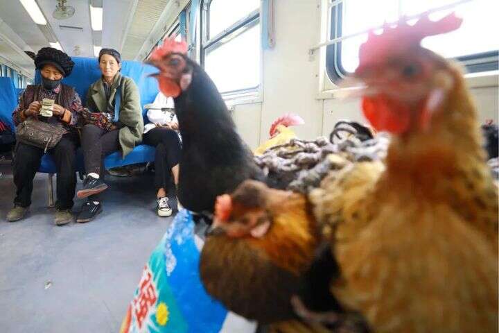 大菠萝福建官方导航引导入口