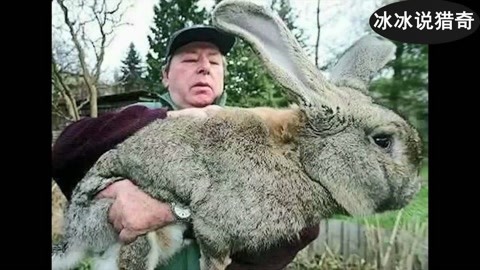 and-746 无 我无法直接确定它具体指什么