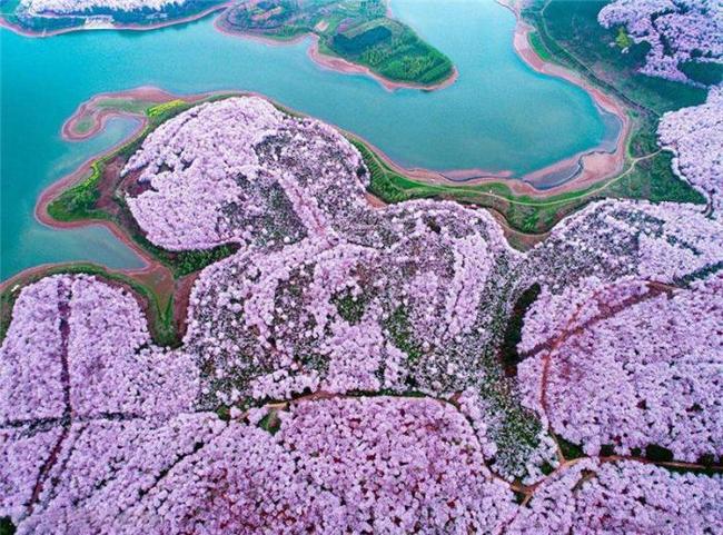 法国啄木鸟系列，足球经理
