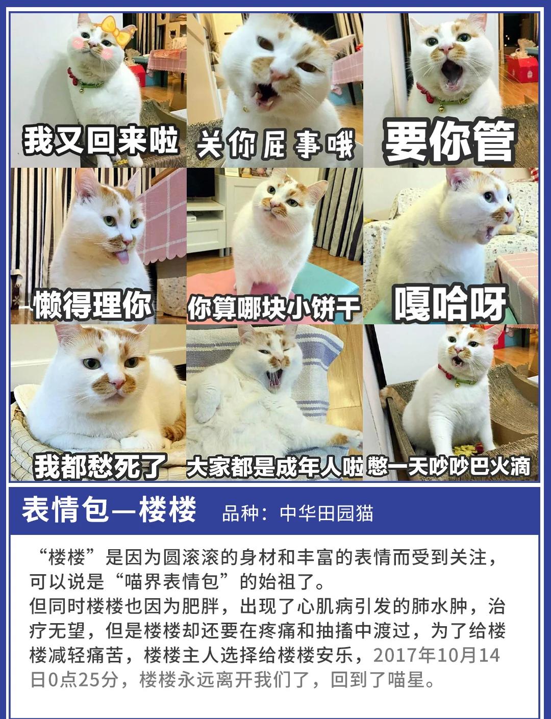 饼干姐姐小鲁 姐姐本文将对其进行全面剖析