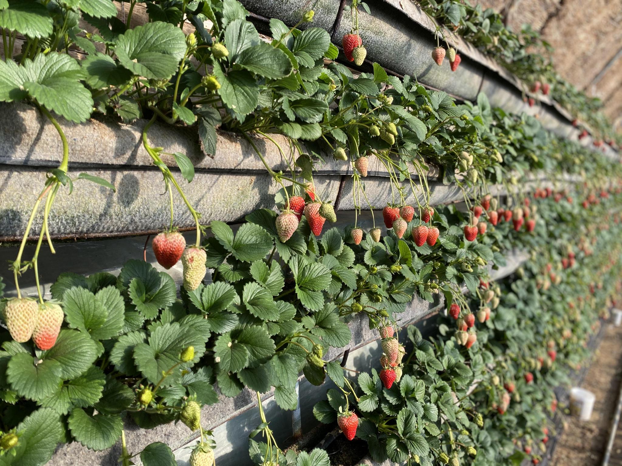 久热精品在线视频