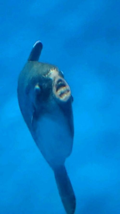 国产精品视频一区无码