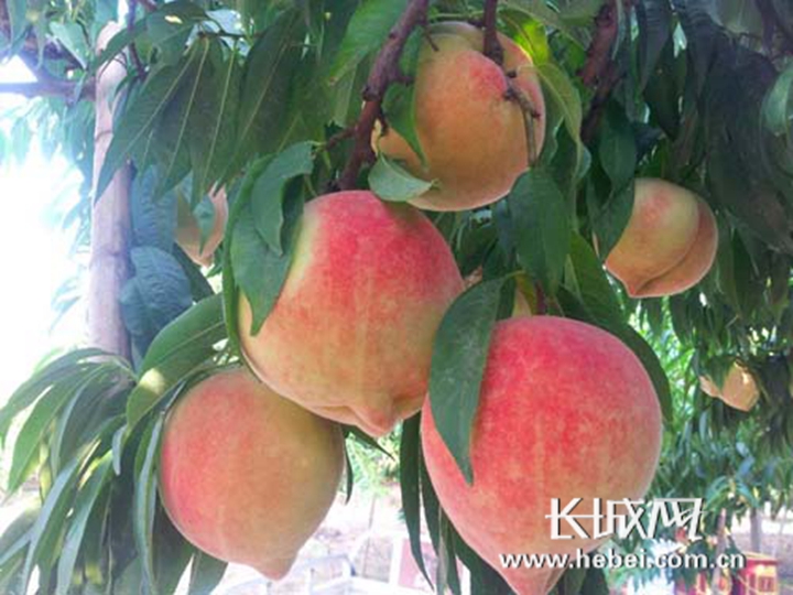 荷兰VODAFONE精品 荷兰VODAFONE精品网络覆盖好