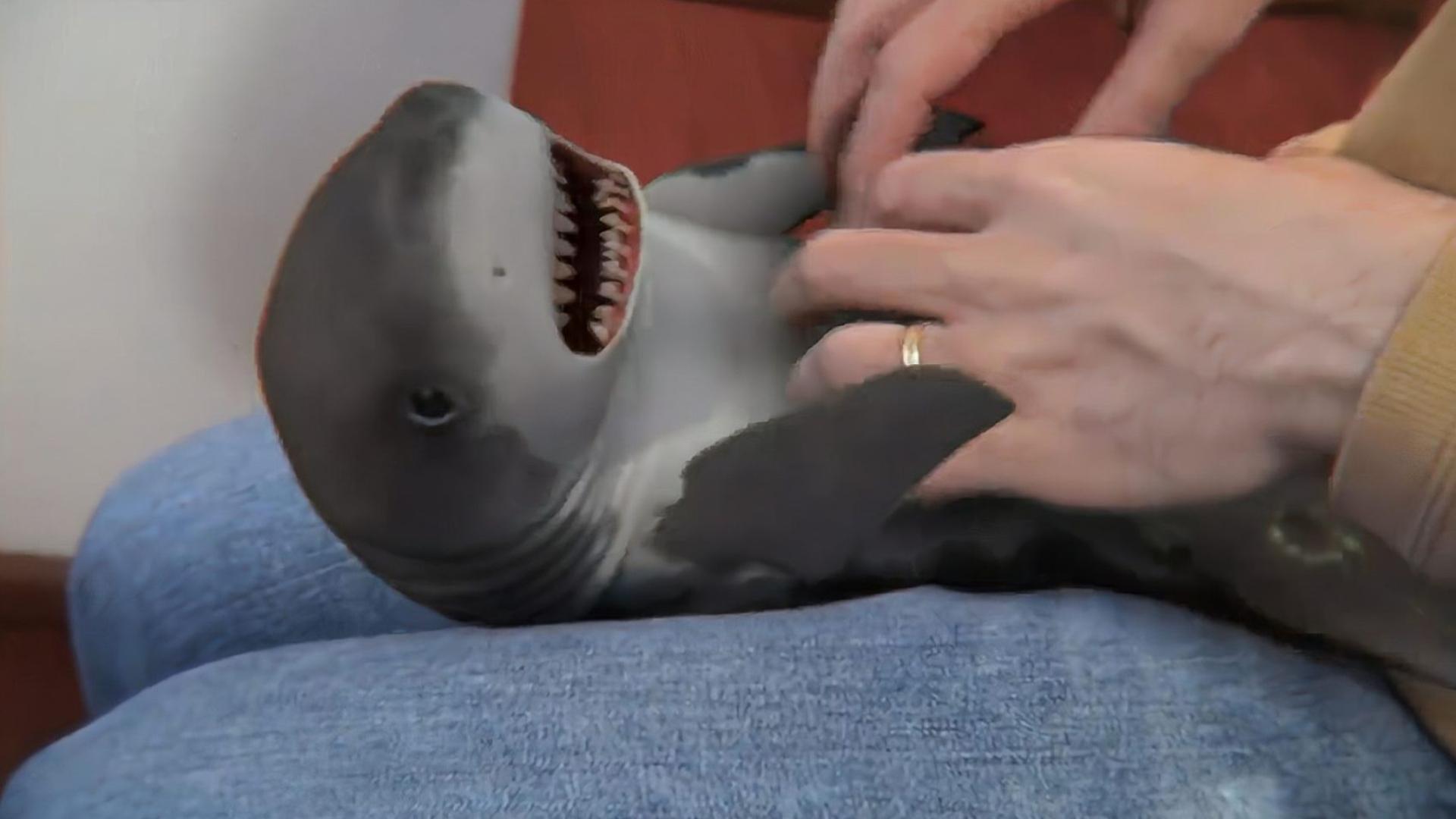 一同看彩虹2024小蓝gtv 彩虹查询天气等操作