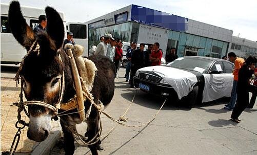 美国继母啄木鸟 背部有黑白相间的美国斑马纹