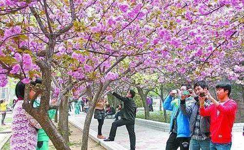 小马拉大车残害祖国的花朵