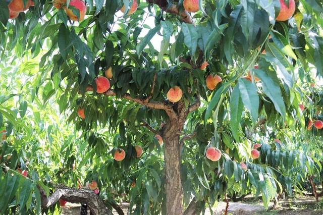 国产精品h在线播放