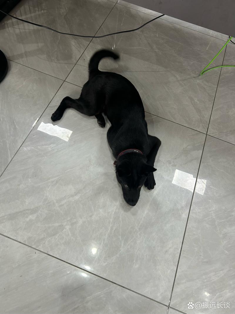 热搜大赛51免费影院黑料社区下载91助手官网下载51爆料网 助手这类平台通常界面直接