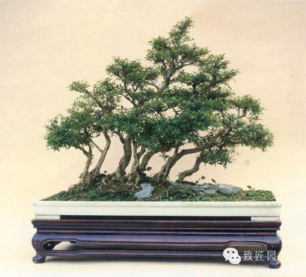 仙踪林最新入口视频 口视还是仙踪新入想放松心情