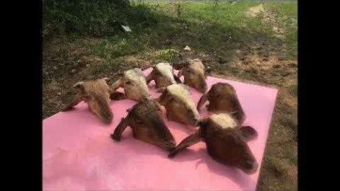 国产高清午夜精品福利色噜 