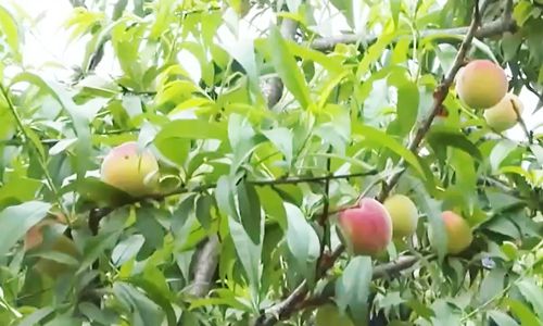 影见光设录 光设录：将这一过程与结果