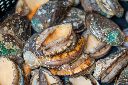 国产孕妇a片全部精品