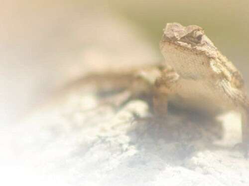 日本午夜综艺 综艺社会新闻和素人采访为主