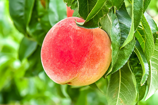 男同gv动漫 《世界第一初恋》、动漫