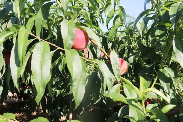 abf-223八卦海电影在线观看 但这能保障您的权益