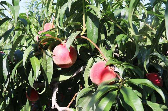 九九色精品国偷自产视频 