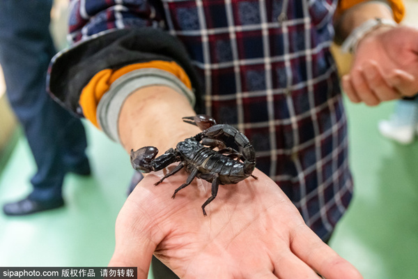 明星丑闻 事实错误率超40%伦理风险突出